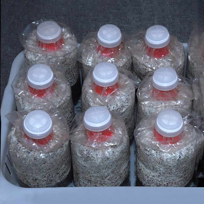 10 Stück Pilzzuchtbeutel-Versi – Mushroom Spawn Bag Bewertung und Preis