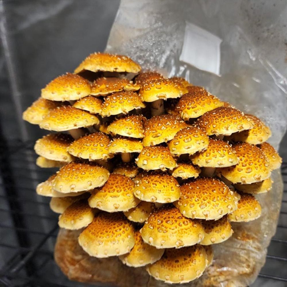 50 Stück PP-Pilz-Pflanzbeutel  – Mushroom Spawn Bag Bewertung und Preis